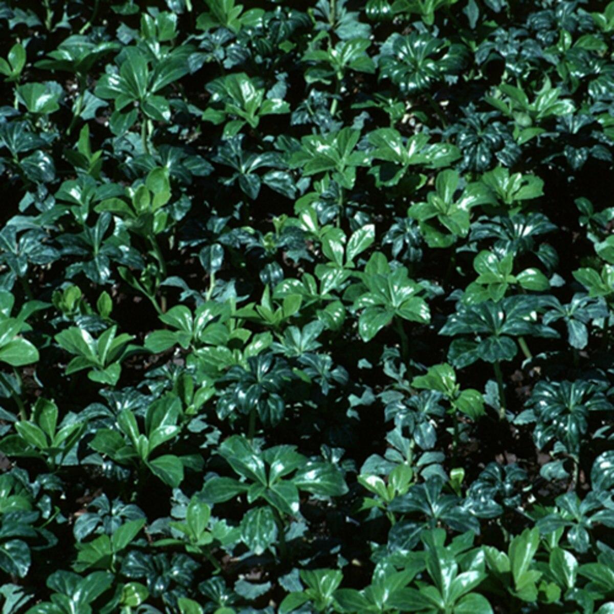 Pachysandra Terminalis 'green Sheen' - View 17 from www redcrocus com