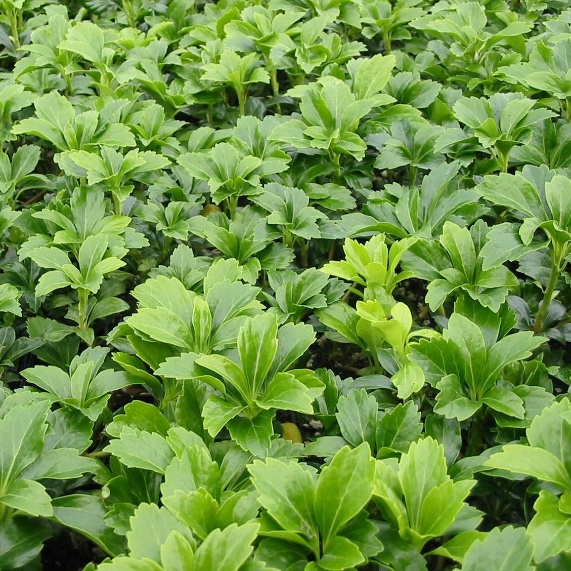 Pachysandra Terminalis 'green Sheen' - View 3 from www redcrocus com