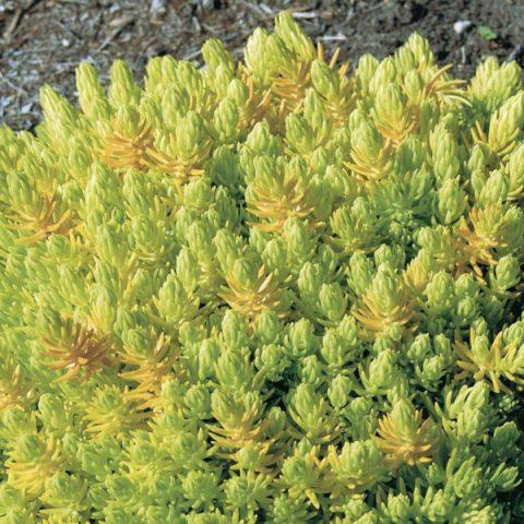 Sedum Mexicanum Lemon Ball - View 11 from www redcrocus com