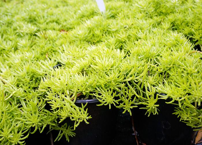 Sedum Mexicanum Lemon Ball - View 12 from www redcrocus com
