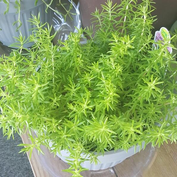Sedum Mexicanum Lemon Ball - View 13 from www redcrocus com