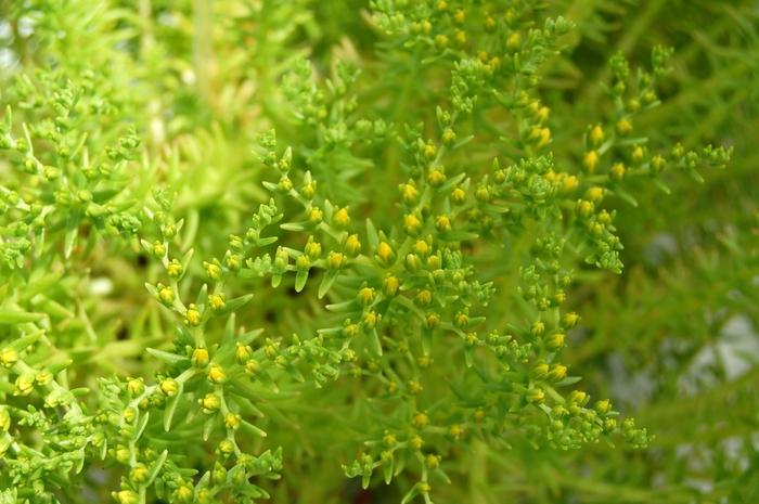 Sedum Mexicanum Lemon Ball - View 15 from www redcrocus com