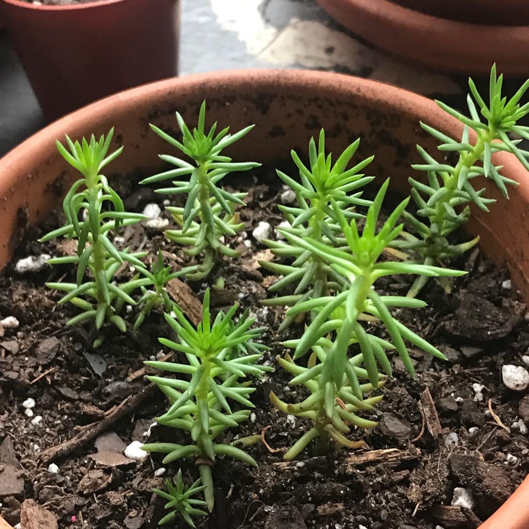Sedum Mexicanum Lemon Ball - View 16 from www redcrocus com