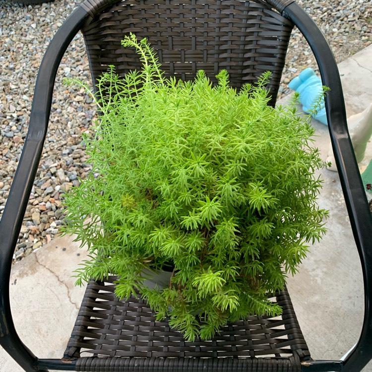 Sedum Mexicanum Lemon Ball - View 17 from www redcrocus com