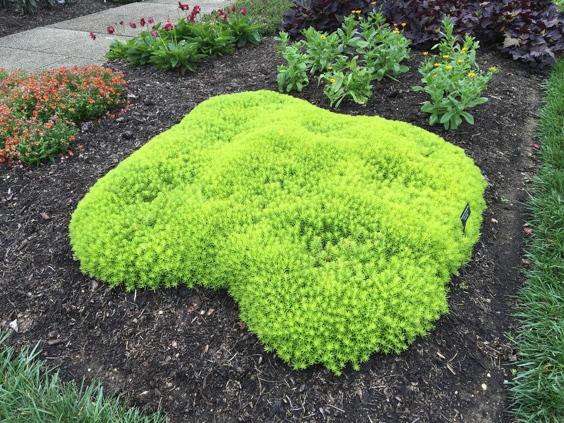 Sedum Mexicanum Lemon Ball - View 18 from www redcrocus com