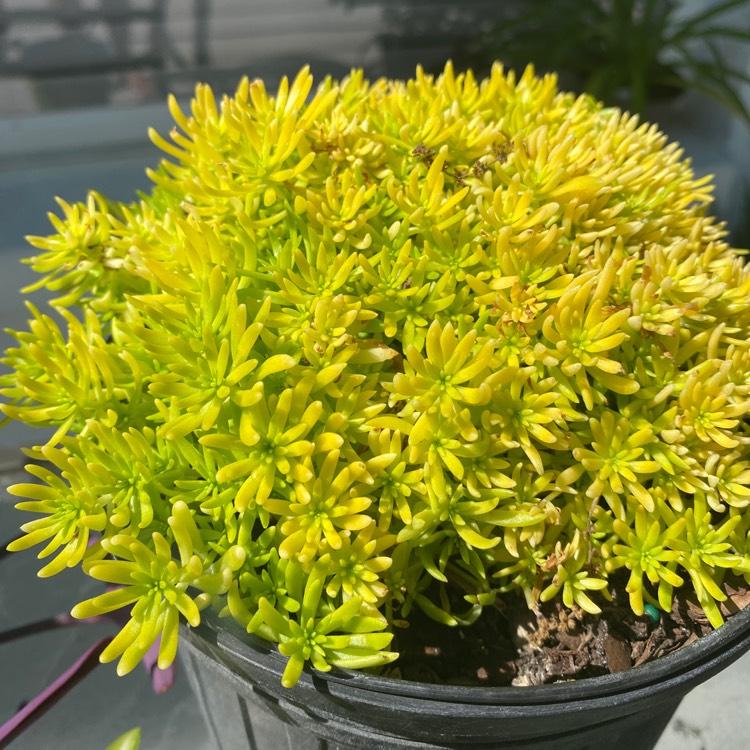 Sedum Mexicanum Lemon Ball - View 1 from www redcrocus com