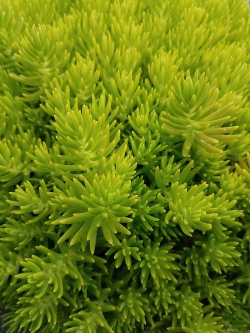 Sedum Mexicanum Lemon Ball - View 2 from www redcrocus com