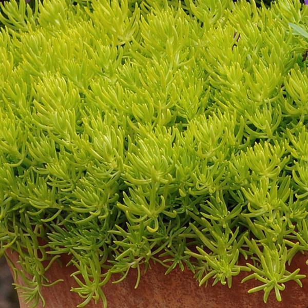 Sedum Mexicanum Lemon Ball - View 3 from www redcrocus com