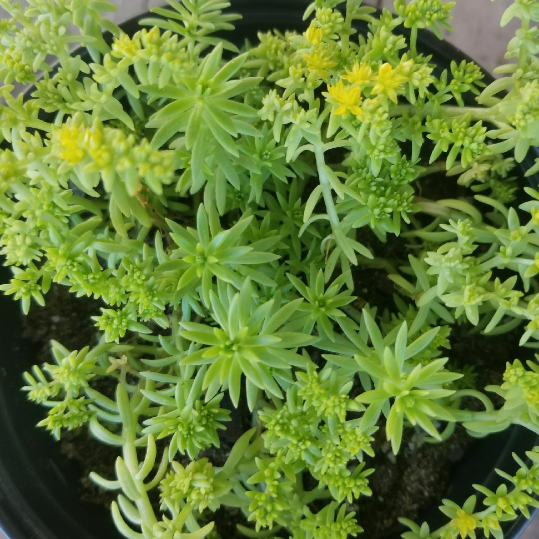 Sedum Mexicanum Lemon Ball - View 4 from www redcrocus com