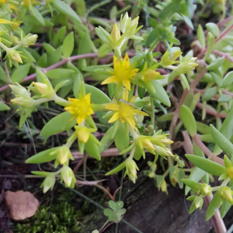 Sedum Mexicanum Lemon Ball - View 5 from www redcrocus com
