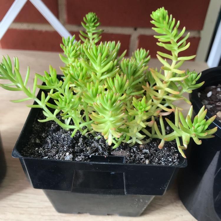 Sedum Mexicanum Lemon Ball - View 6 from www redcrocus com