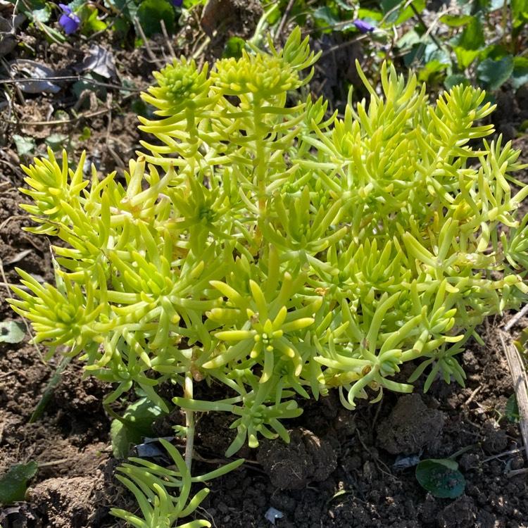 Sedum Mexicanum Lemon Ball - View 7 from www redcrocus com