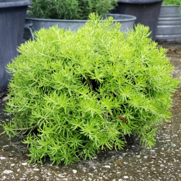 Sedum Mexicanum Lemon Ball - View 9 from www redcrocus com