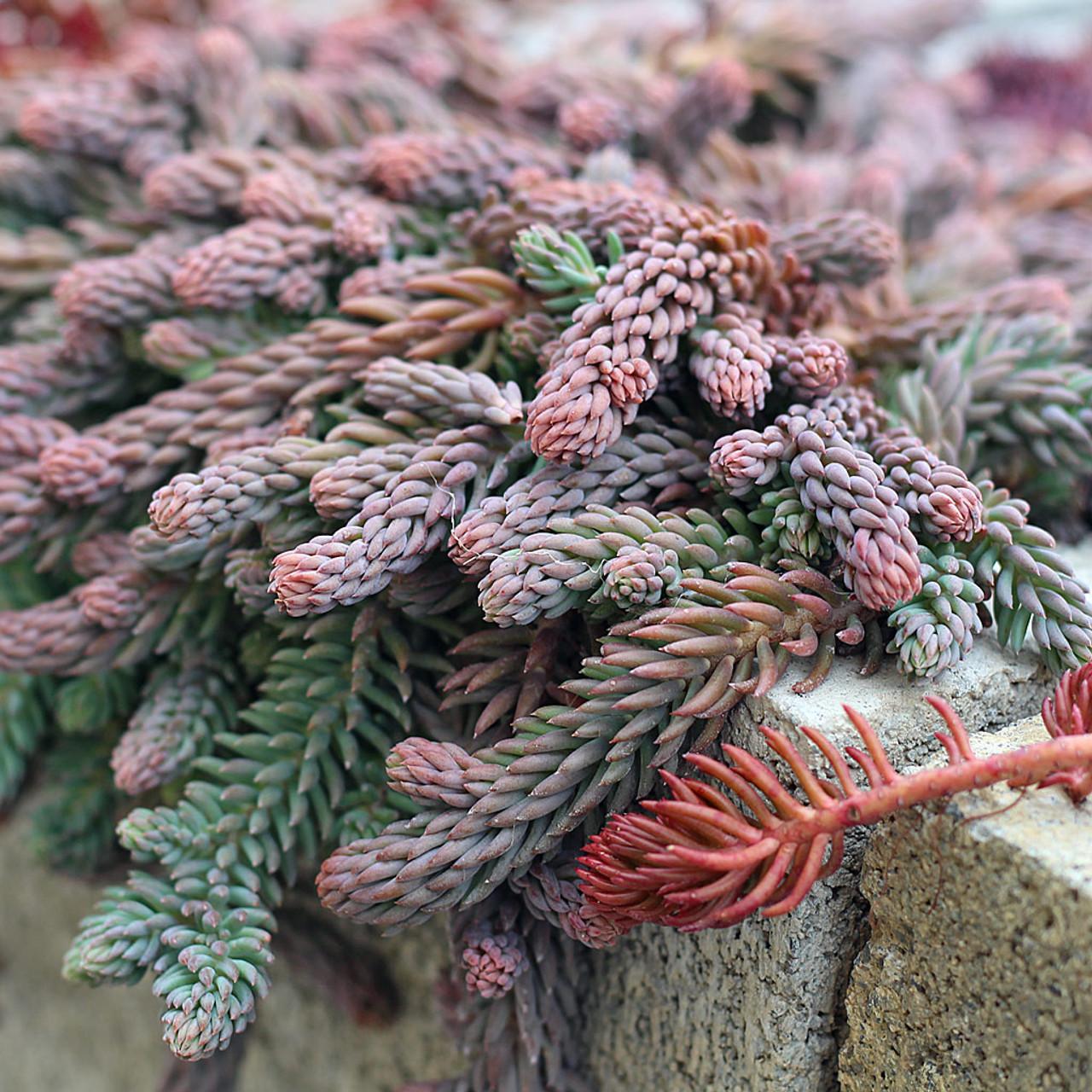 Sedum Reflexum 'blue Spruce' - View 11 from www redcrocus com