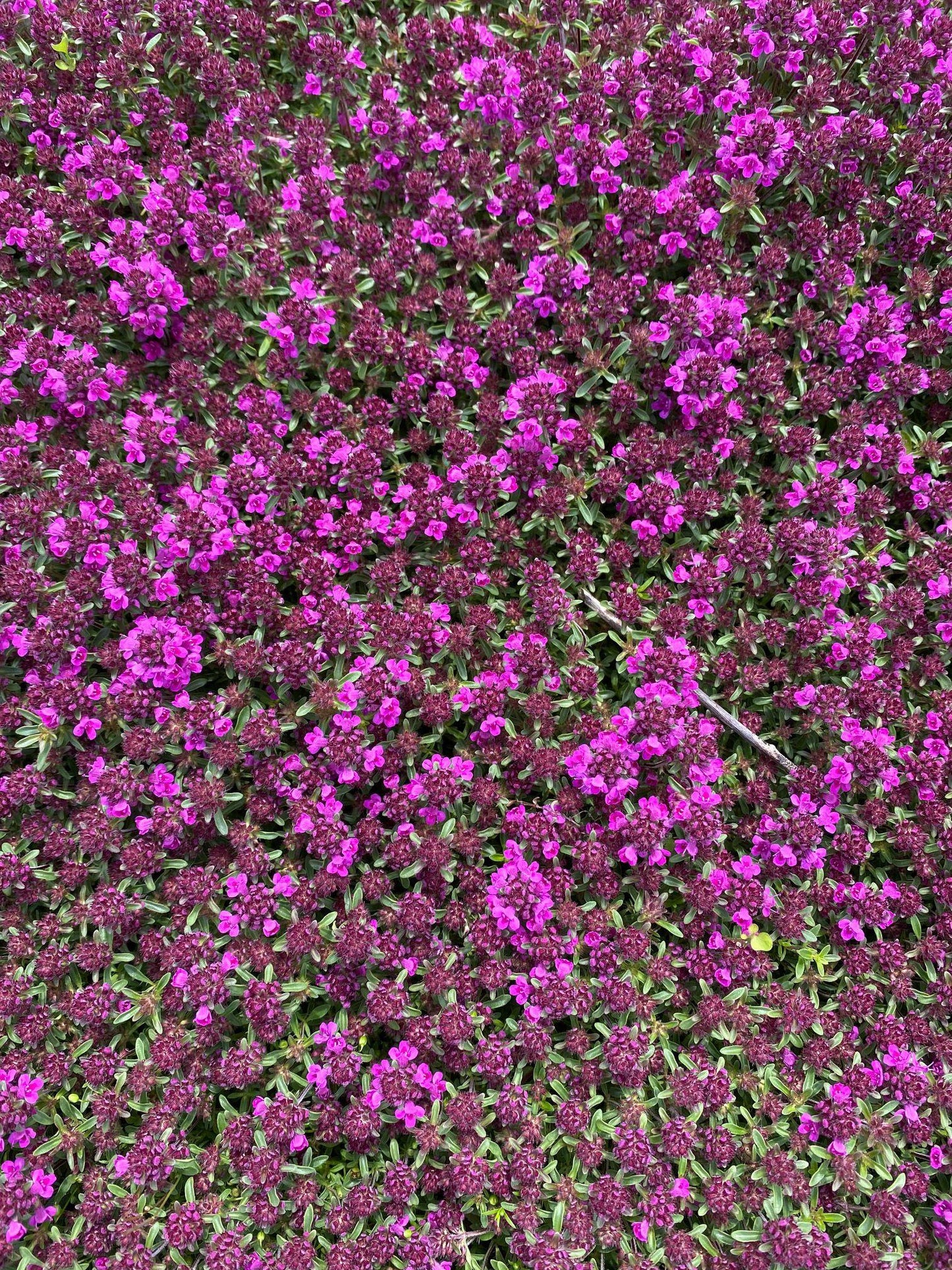 Thymus Praecox Coccineus - View 11 from www redcrocus com