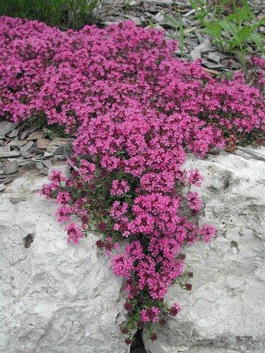 Thymus Praecox Coccineus - View 12 from www redcrocus com