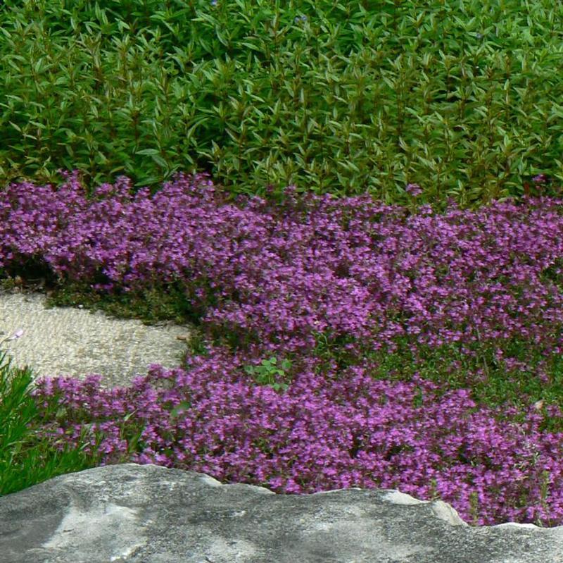 Thymus Praecox Coccineus - View 13 from www redcrocus com