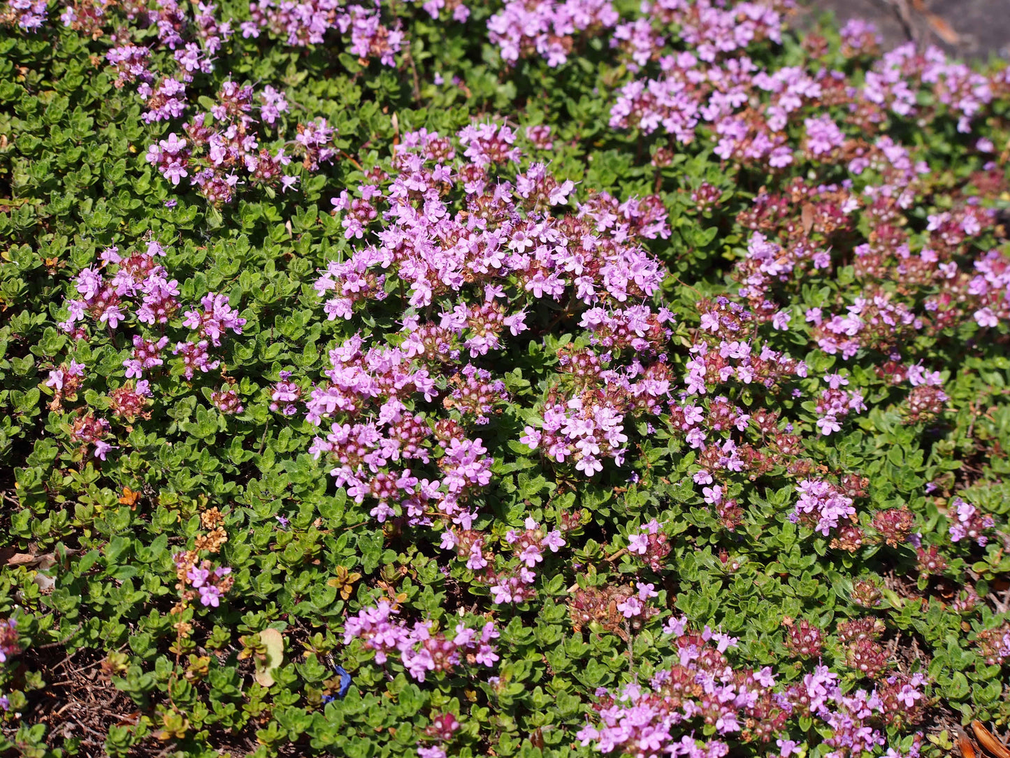 Thymus Praecox Coccineus - View 14 from www redcrocus com