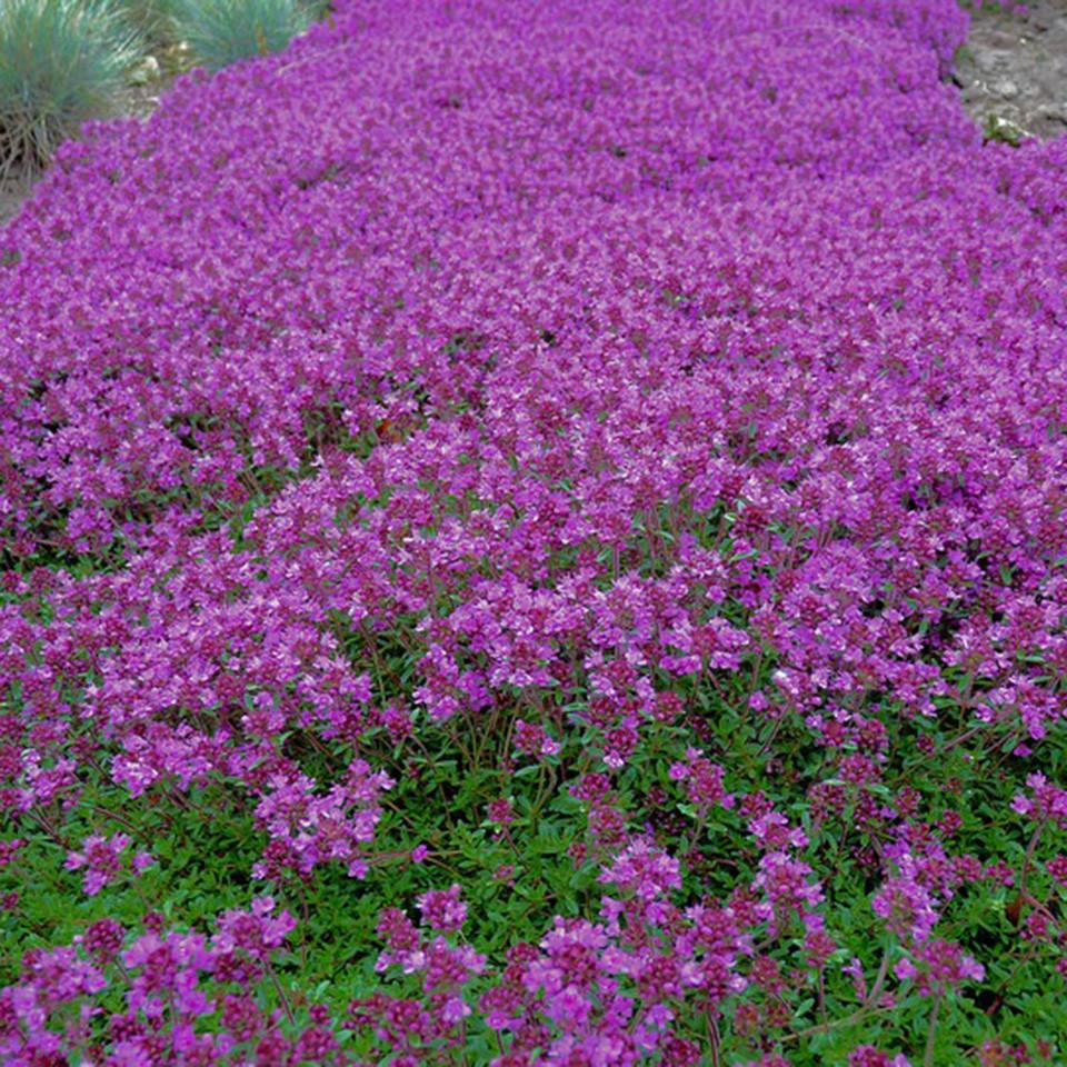 Thymus Praecox Coccineus - View 4 from www redcrocus com