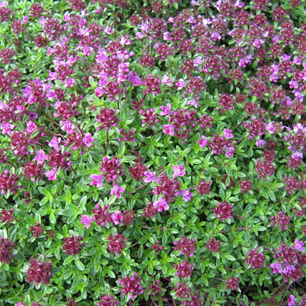 Thymus Praecox Coccineus - View 6 from www redcrocus com