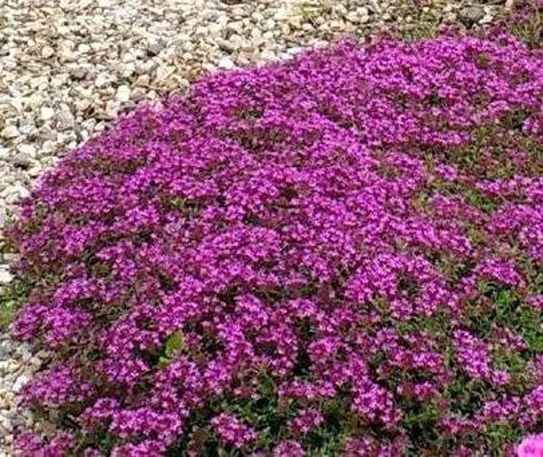 Thymus Praecox Coccineus - View 8 from www redcrocus com