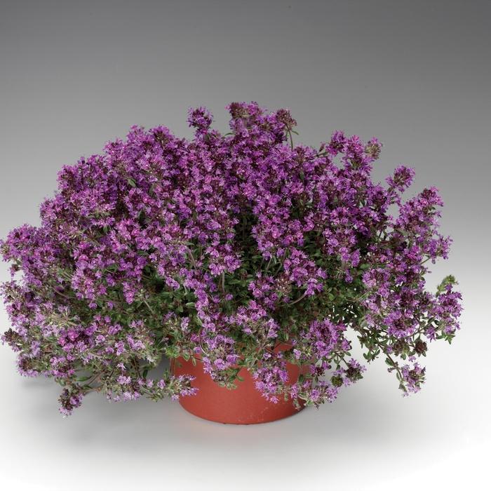 Thymus Praecox Coccineus - View 9 from www redcrocus com