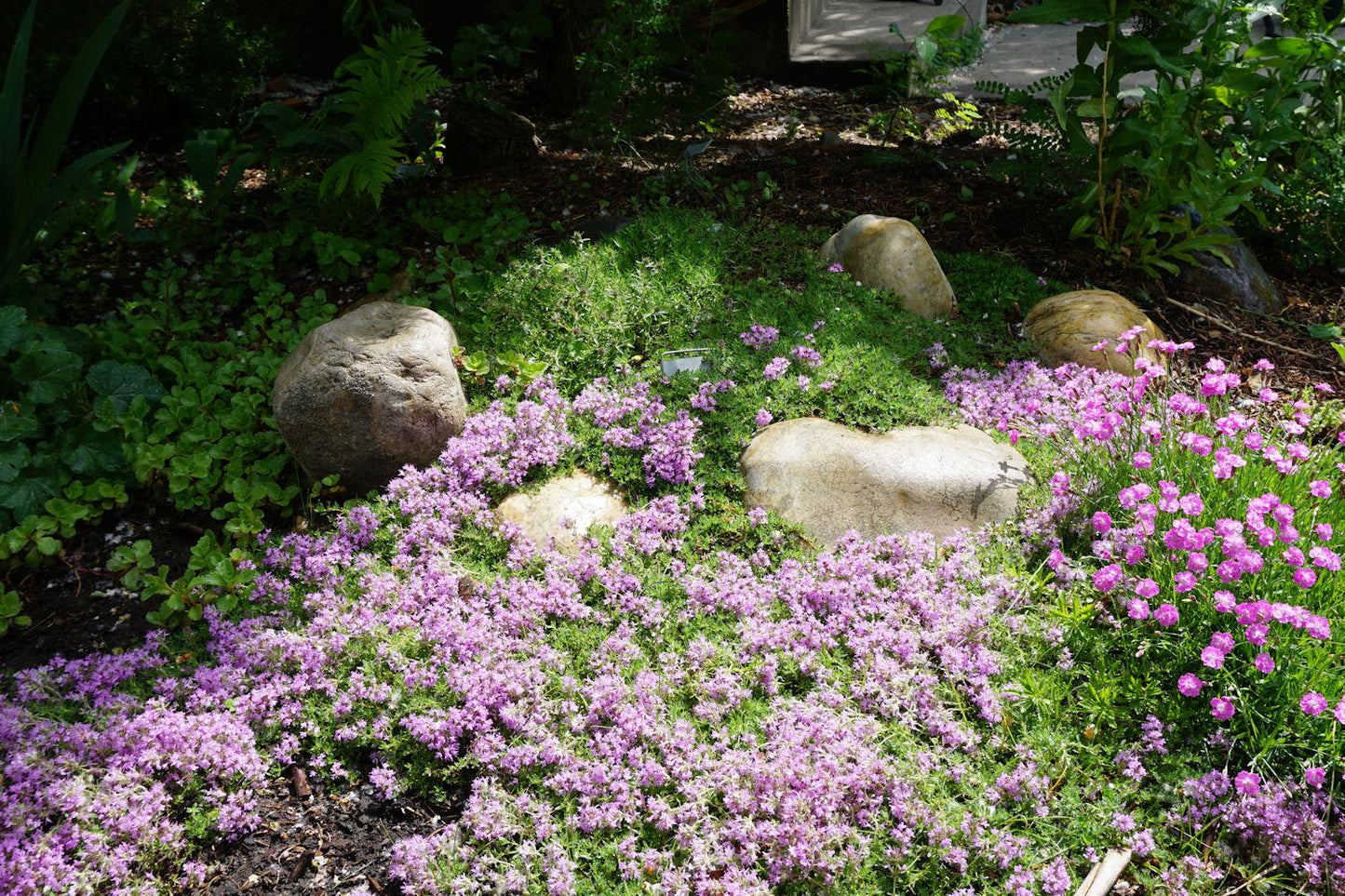 Thymus Serpyllum Pink Chintz - View 11 from www redcrocus com