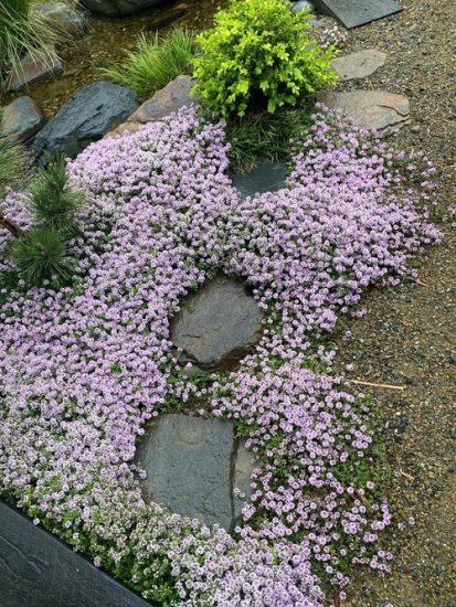 Thymus Serpyllum Pink Chintz - View 12 from www redcrocus com