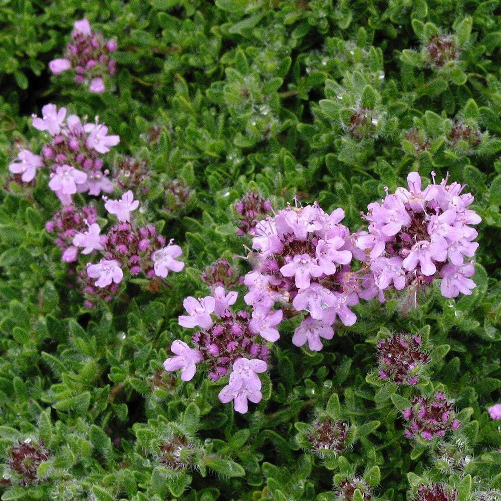 Thymus Serpyllum Pink Chintz - View 14 from www redcrocus com