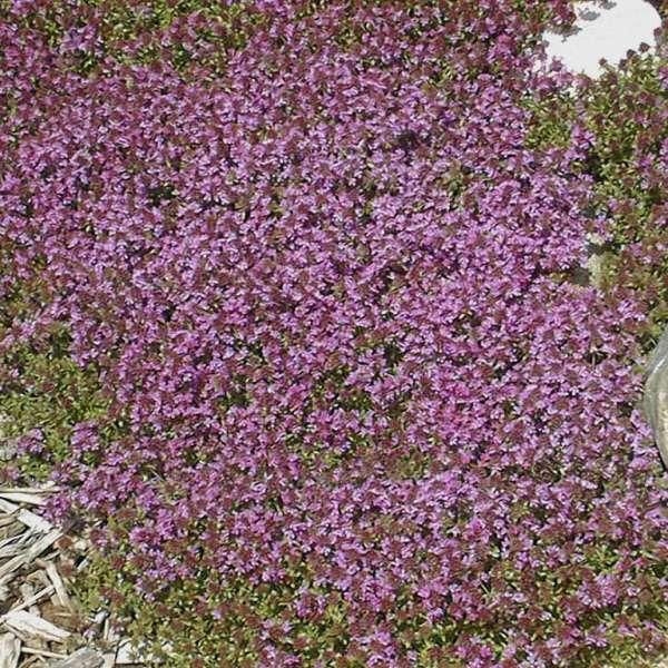 Thymus Serpyllum Pink Chintz - View 15 from www redcrocus com