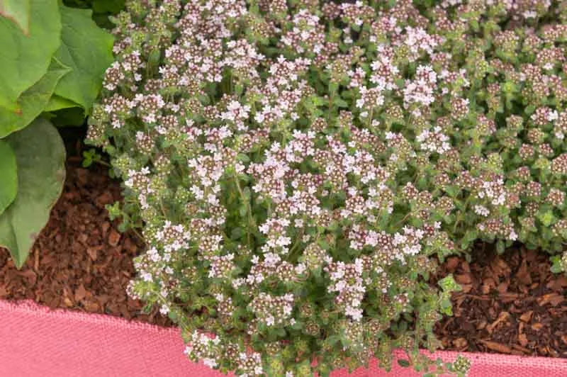 Thymus Serpyllum Pink Chintz - View 2 from www redcrocus com
