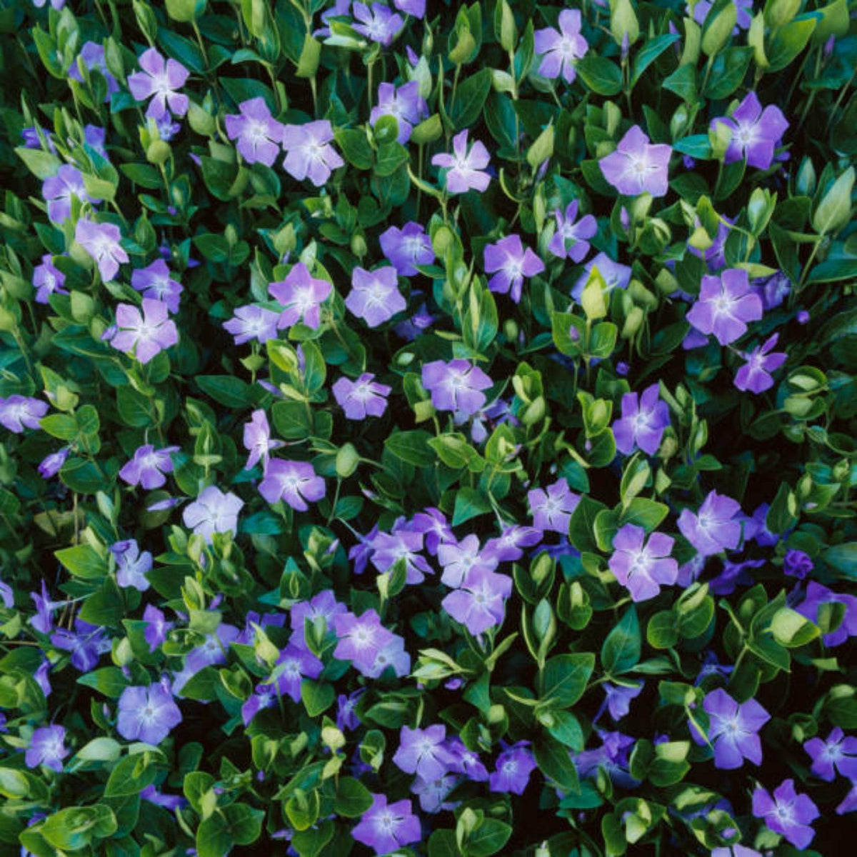 G013 Vinca Minor 'bowles' - View 35 from www redcrocus com
