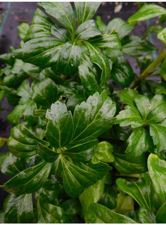 G037 Pachysandra Terminalis Green Sheen - View 10 from www redcrocus com