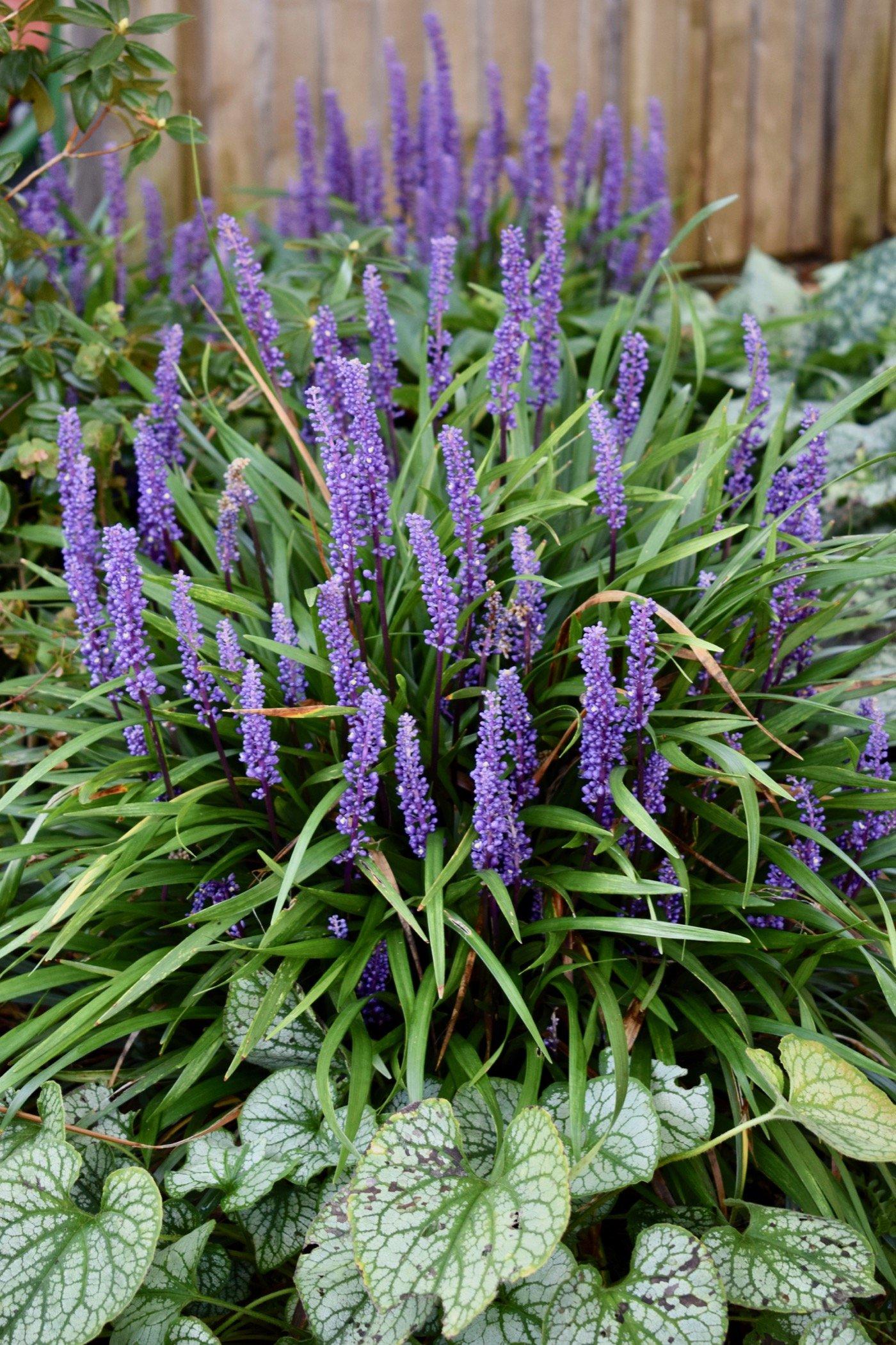 G038 Liriope Muscari 'big Blue' - View 10 from www redcrocus com