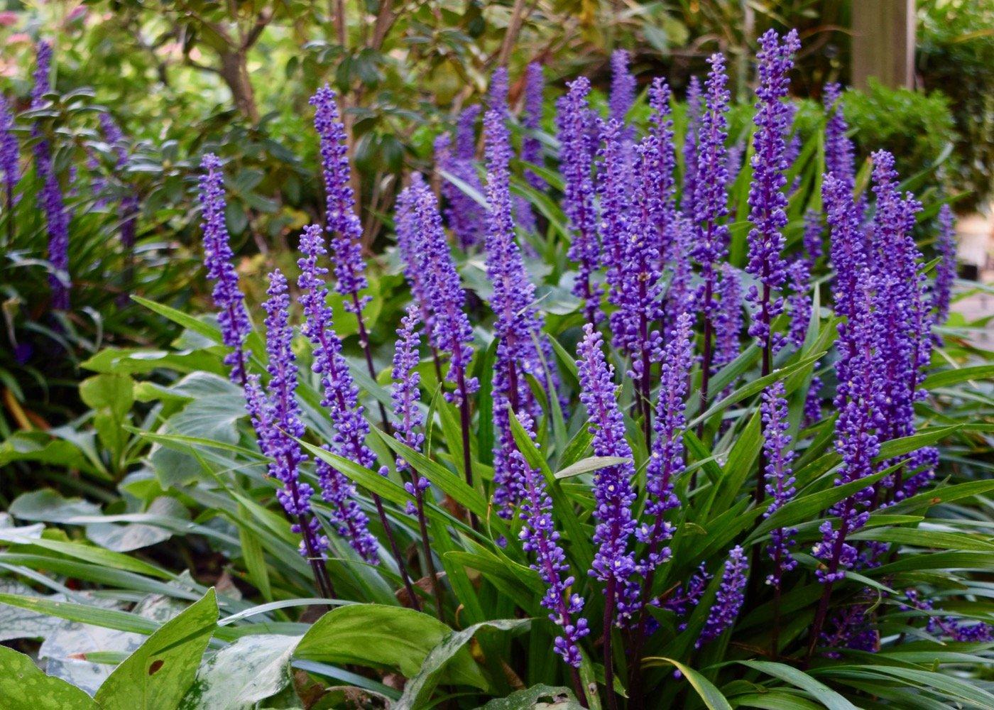 G038 Liriope Muscari 'big Blue' - View 11 from www redcrocus com
