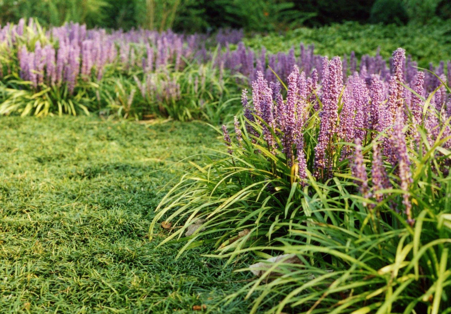 G038 Liriope Muscari 'big Blue' - View 12 from www redcrocus com
