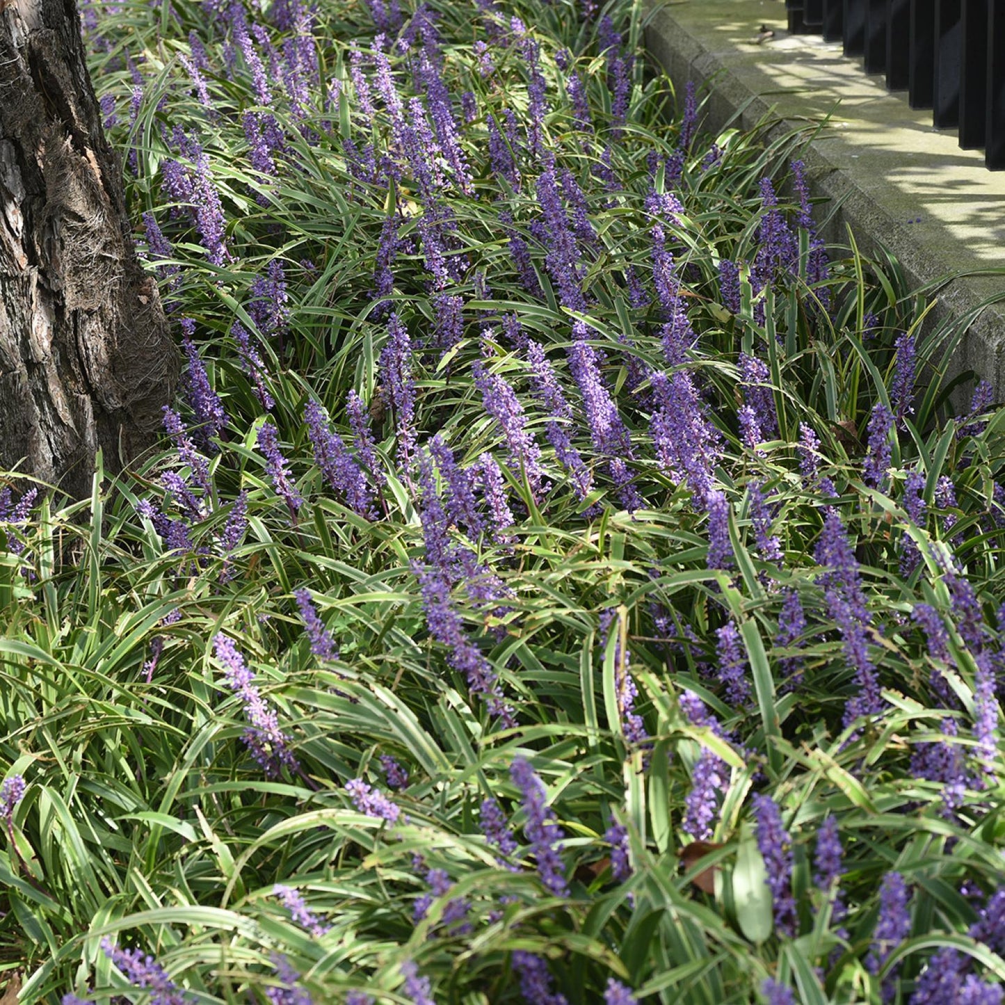 G038 Liriope Muscari 'big Blue' - View 18 from www redcrocus com