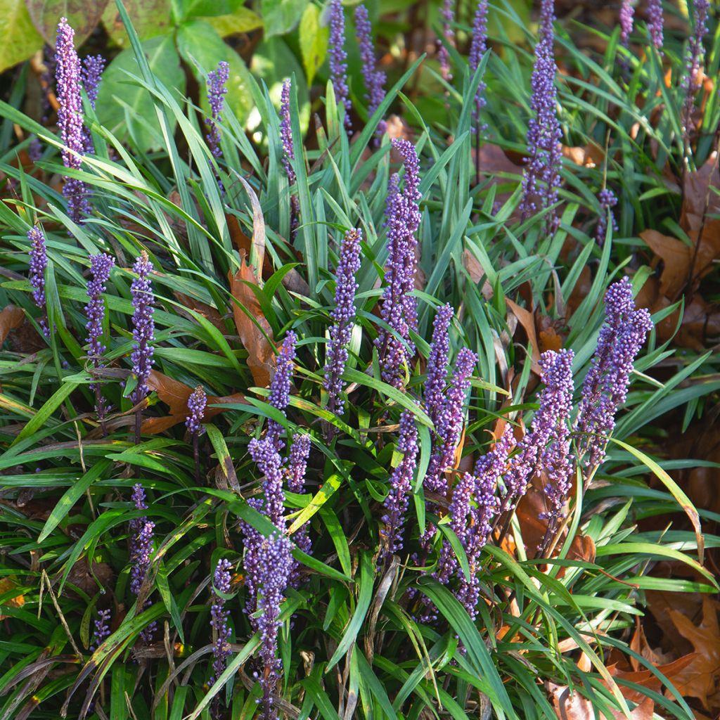 G038 Liriope Muscari 'big Blue' - View 19 from www redcrocus com