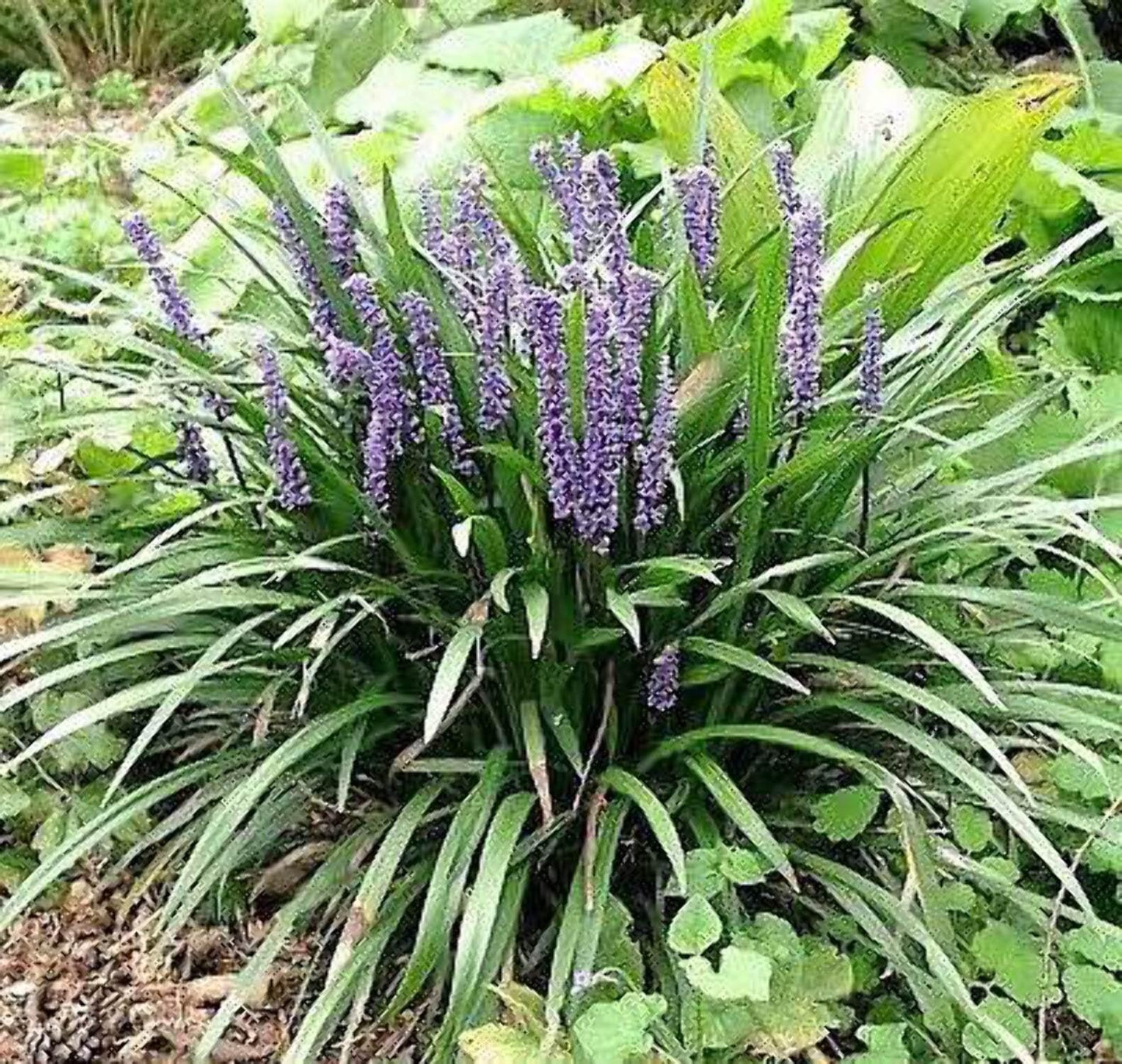 G038 Liriope Muscari 'big Blue' - View 7 from www redcrocus com