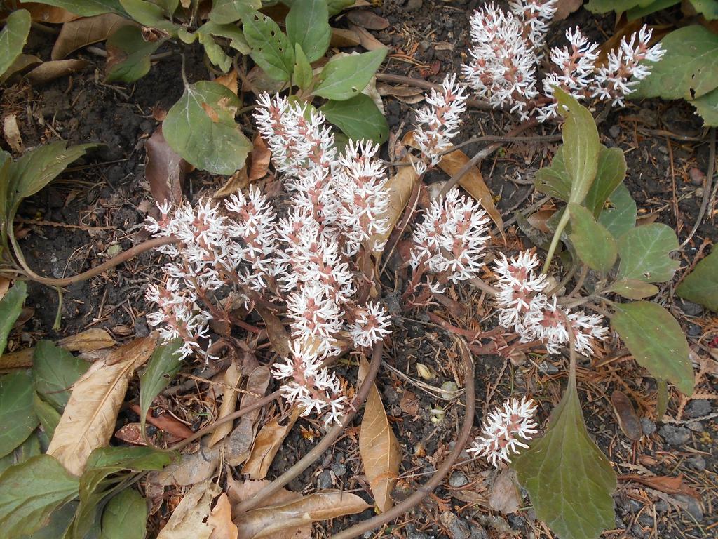 G073 Pachysandra Procumbens - View 9 from www redcrocus com