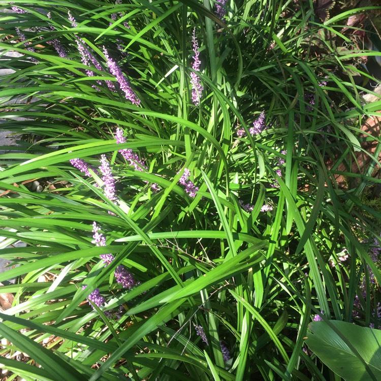 G087 Liriope Muscari Royal Purple - View 15 from www redcrocus com