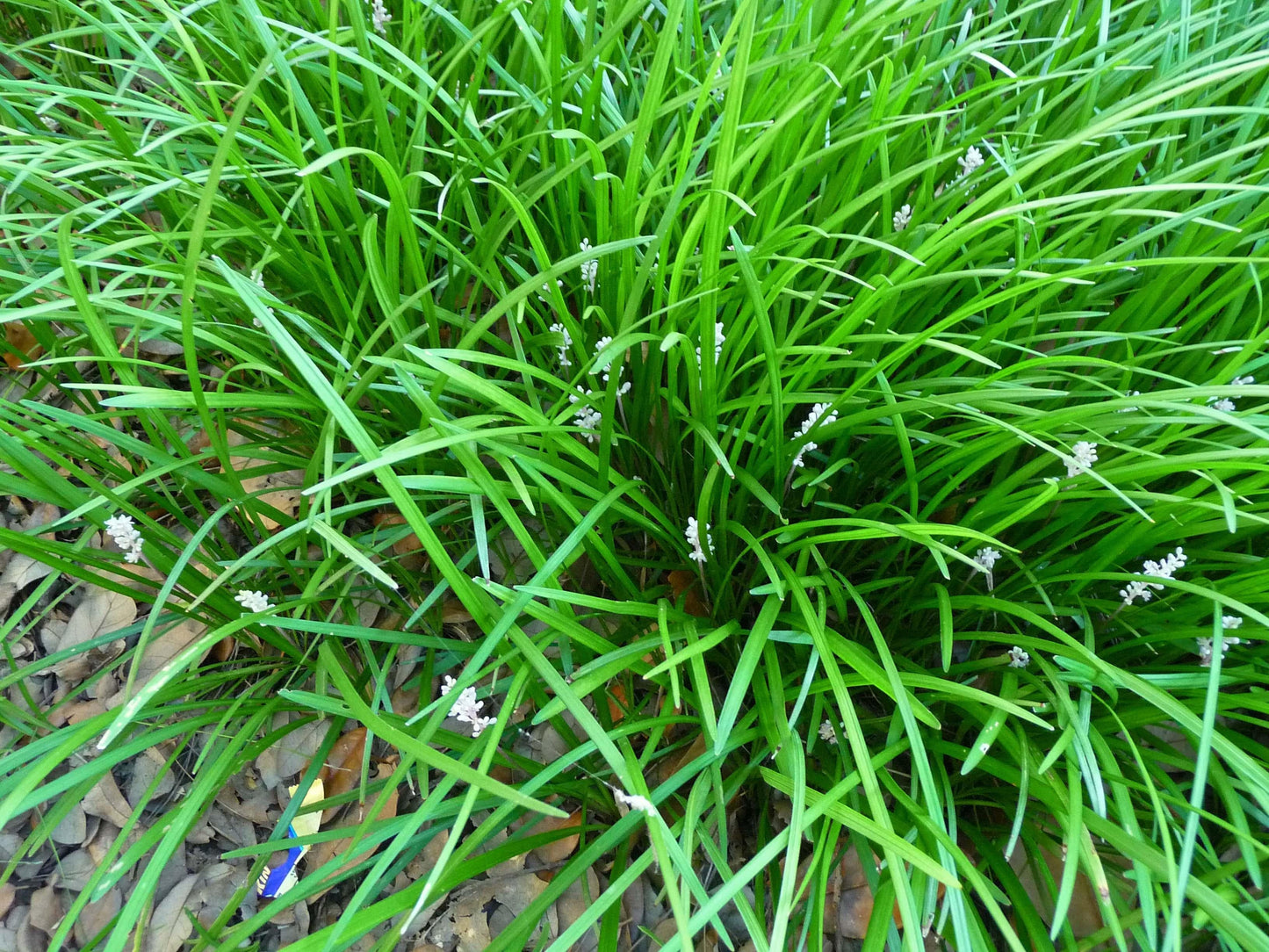 G096 Liriope Spicata - View 13 from www redcrocus com