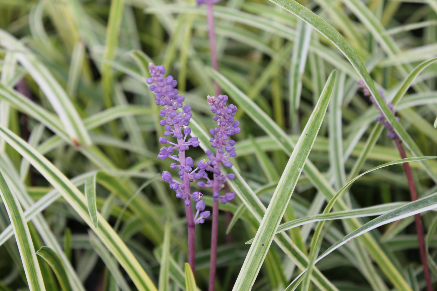 G096 Liriope Spicata - View 15 from www redcrocus com