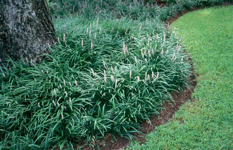 G096 Liriope Spicata - View 19 from www redcrocus com