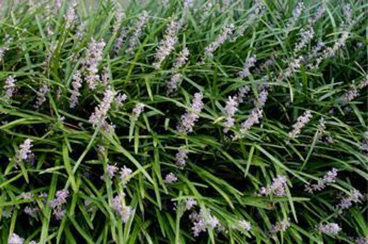 G096 Liriope Spicata - View 20 from www redcrocus com