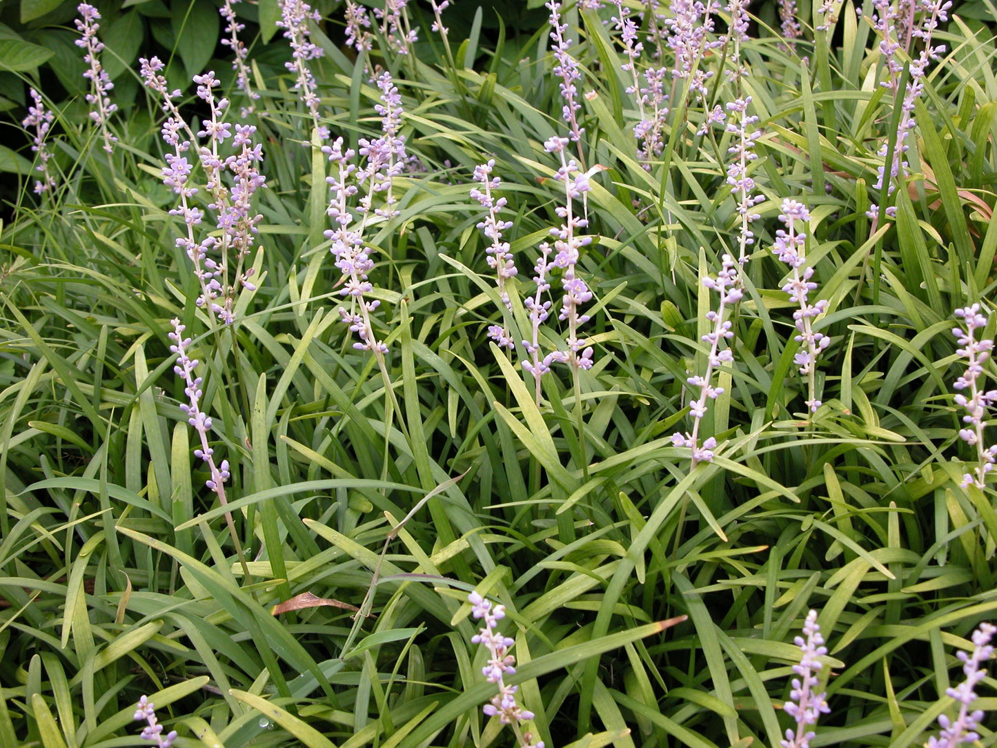 G096 Liriope Spicata - View 4 from www redcrocus com