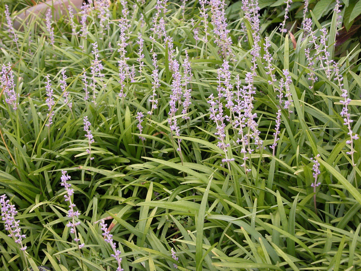 G096 Liriope Spicata - View 6 from www redcrocus com