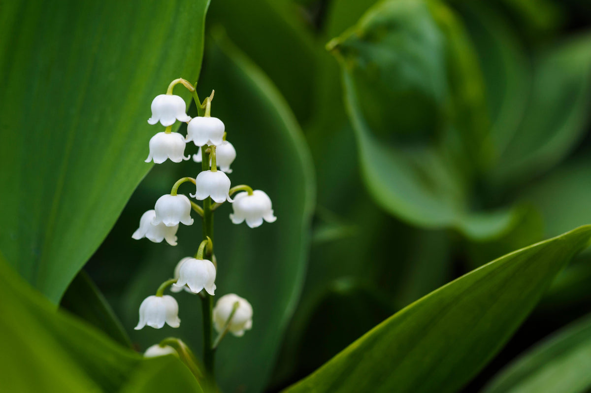 Q019 Convallaria Majalis - View 17 from www redcrocus com