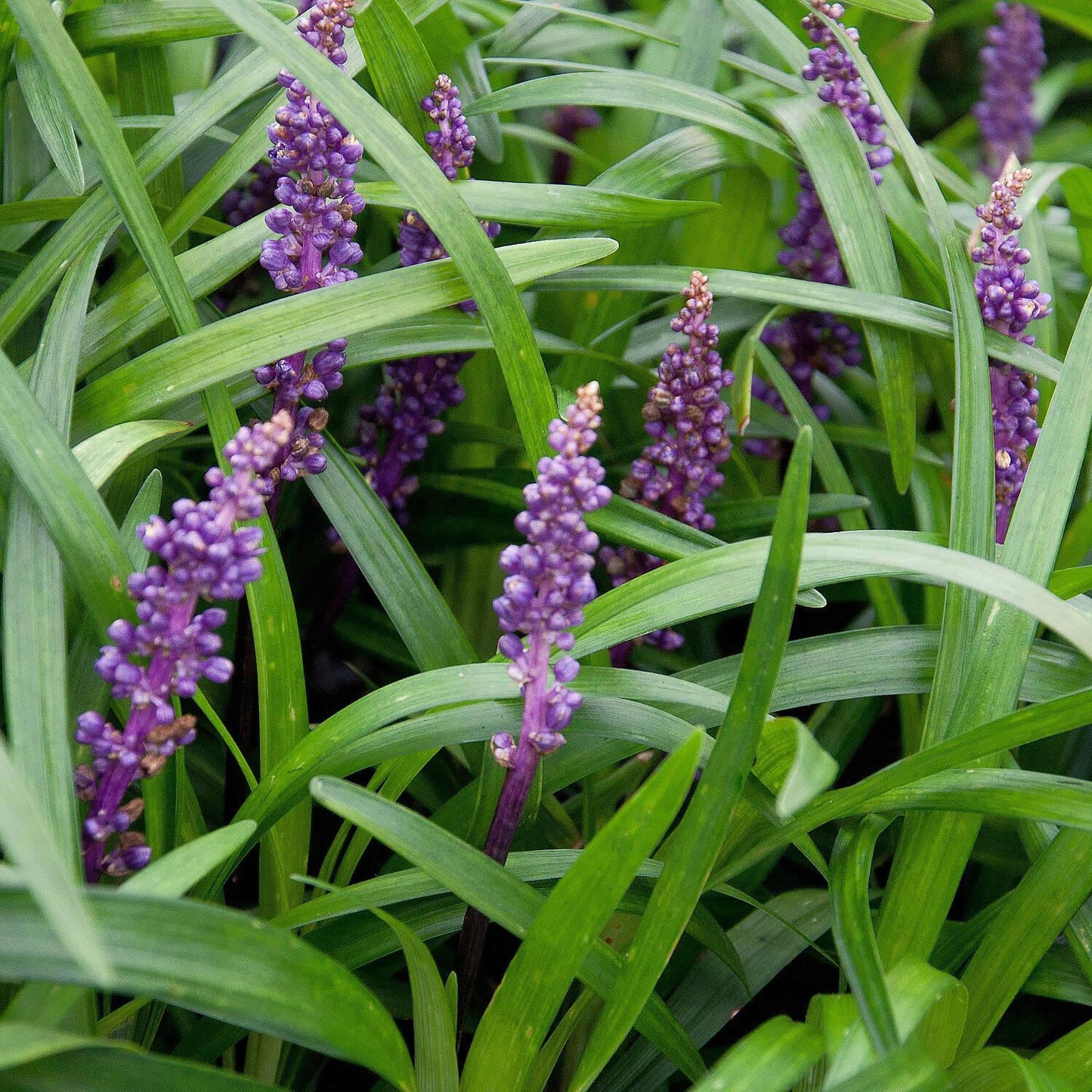 Q041 Liriope Muscari Big Blue - View 11 from www redcrocus com