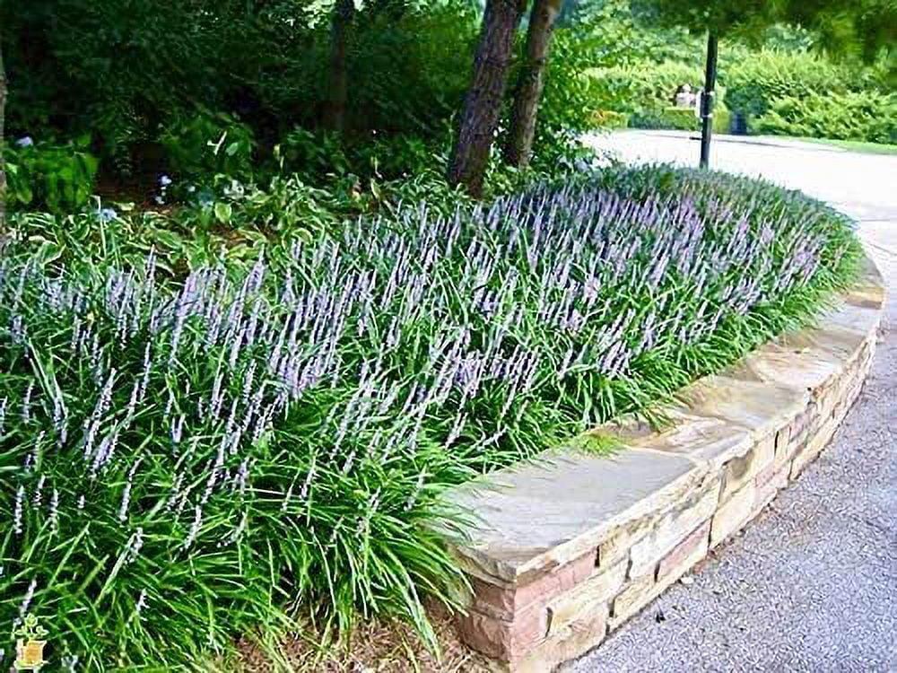 Q041 Liriope Muscari Big Blue - View 13 from www redcrocus com